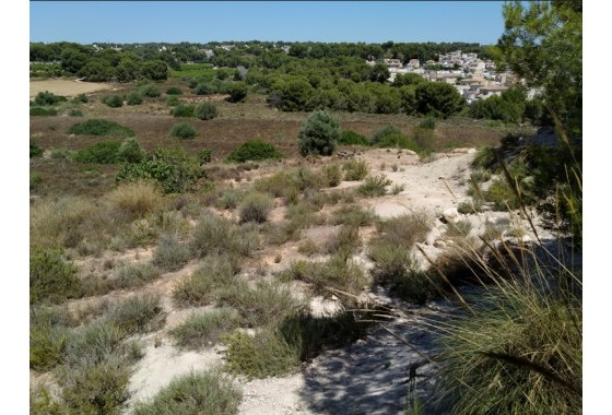 Parcelle / Terrain - Revente - Pinar de Campoverde - Pinar de Campoverde