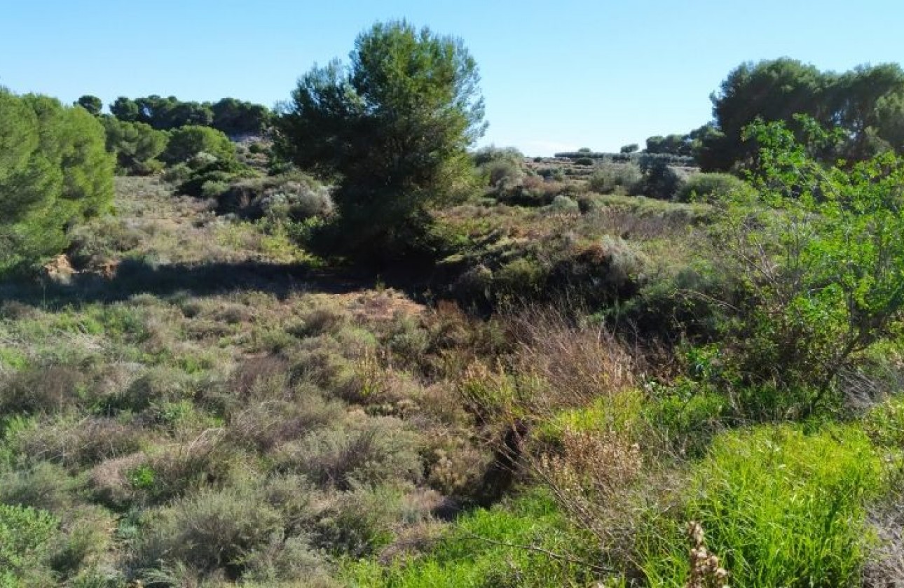 Revente - Parcelle / Terrain - Pinar de Campoverde