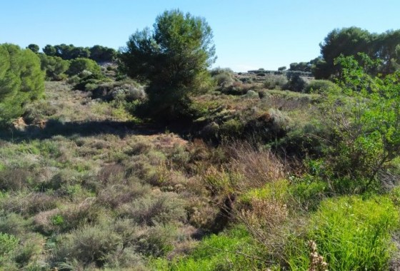 Revente - Parcelle / Terrain - Pinar de Campoverde