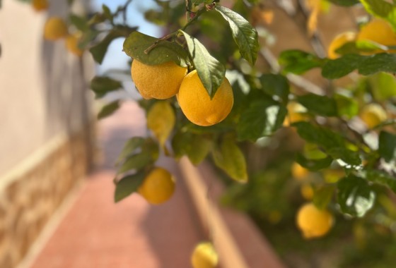 Revente - Villa - Algorfa - Lomas de Juliana