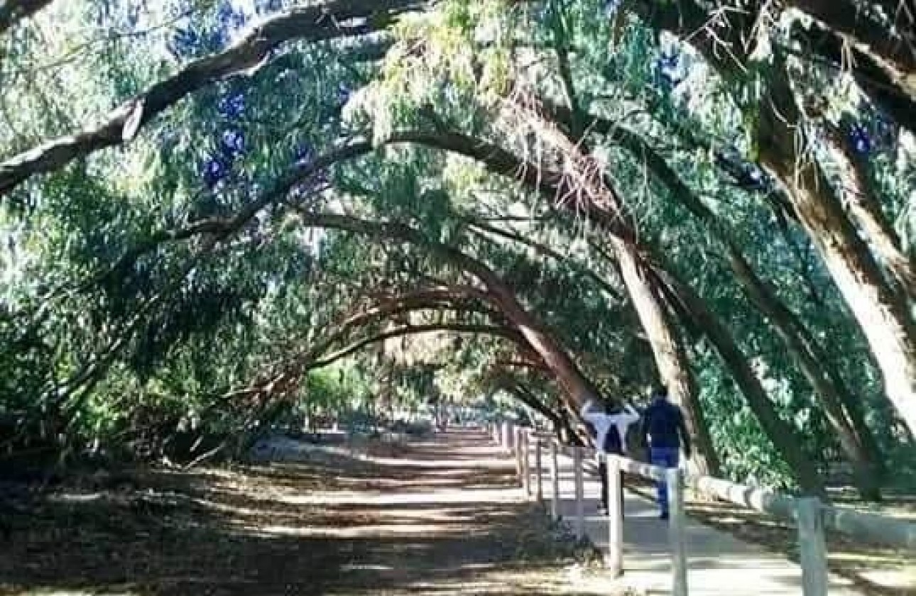 Nouvelle construction - Bungalow - Torrevieja - Altos del Sol