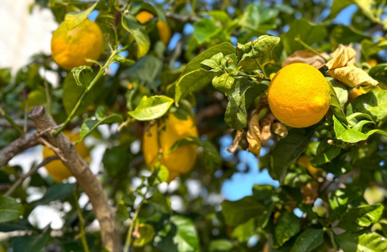 Reventa - Chalet - Orihuela Costa - Villamartín