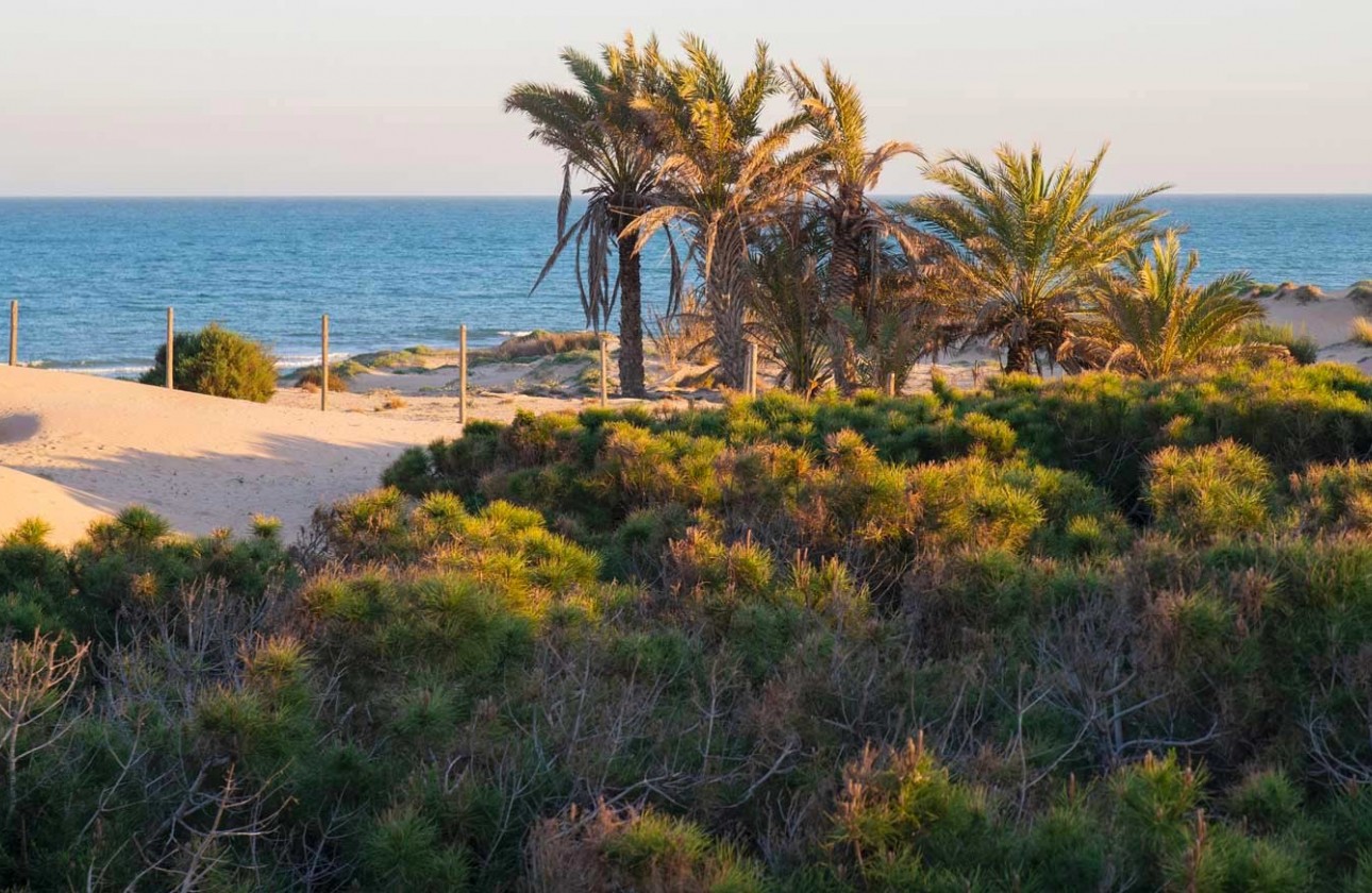 Resale - Apartment / flat - Guardamar del Segura - Costa Blanca