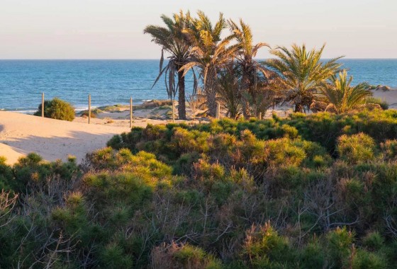 Resale - Apartment / flat - Guardamar del Segura - Costa Blanca