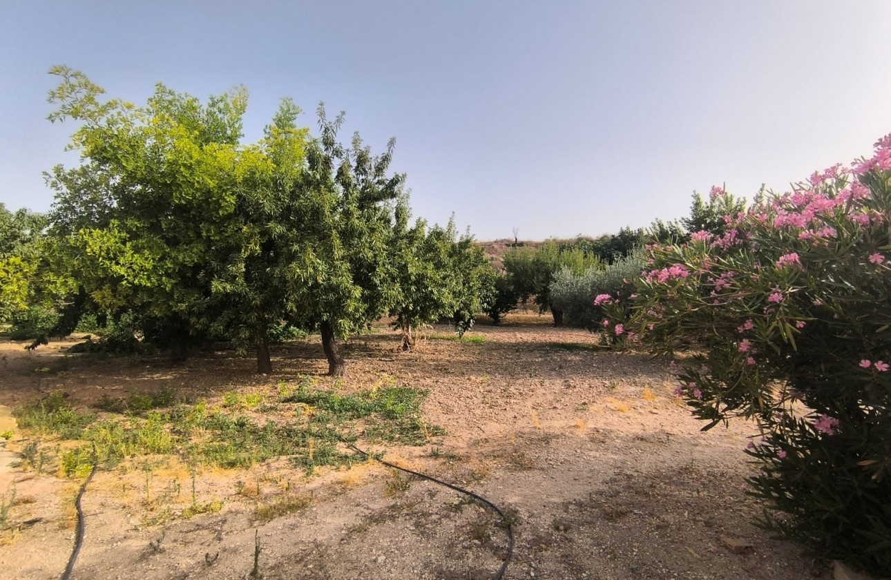 Reventa - Property - Pinoso - Inland