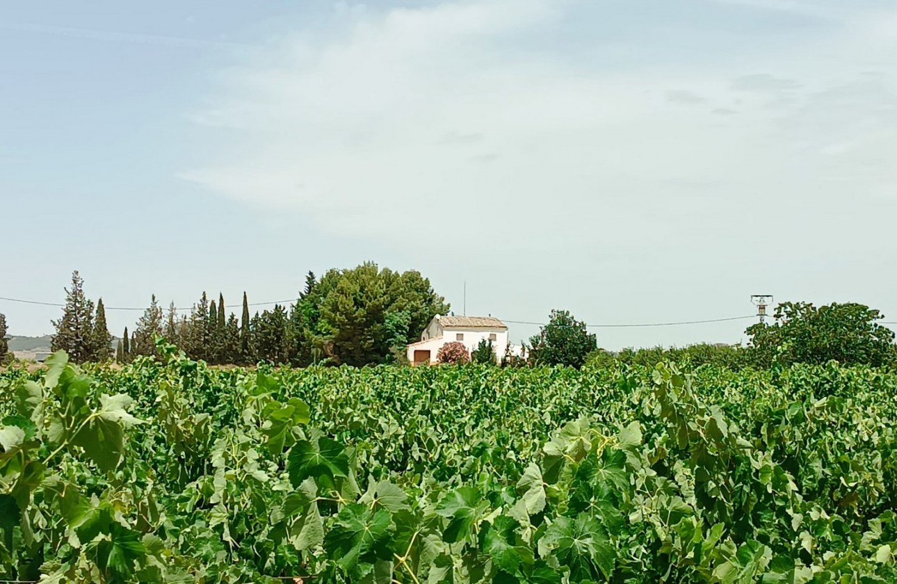 Revente - Property - Yecla - Inland