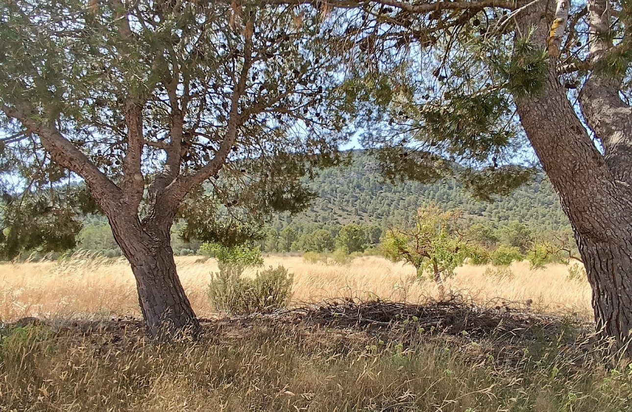 Reventa - Other - Yecla - Inland
