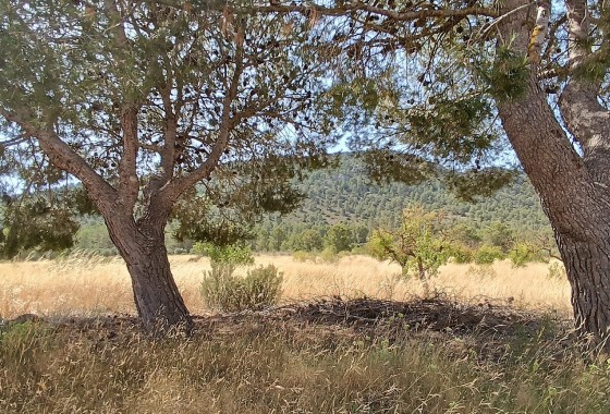 Reventa - Other - Yecla - Inland