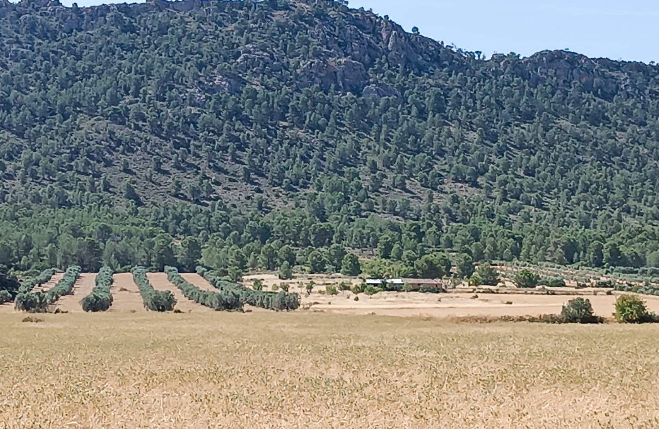 Reventa - Other - Yecla - Inland