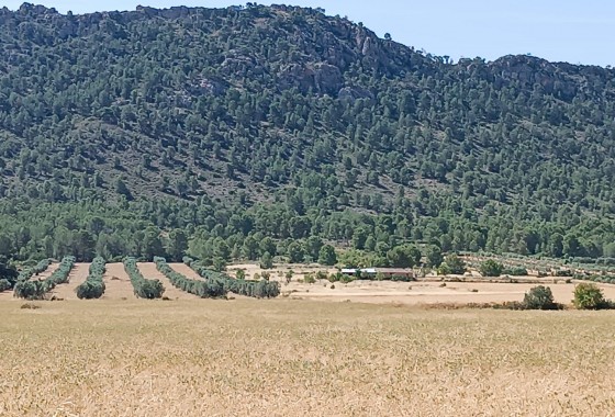 Reventa - Other - Yecla - Inland