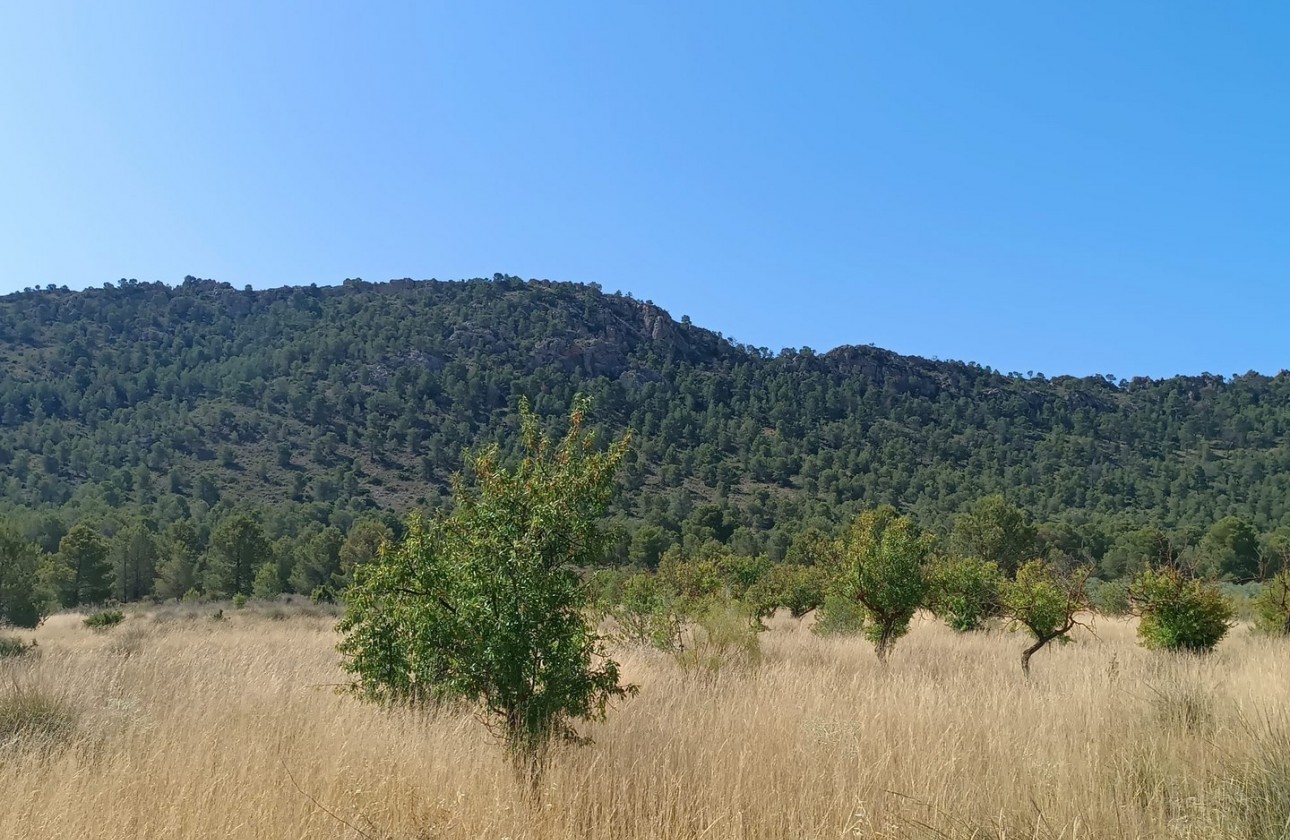 Reventa - Other - Yecla - Inland