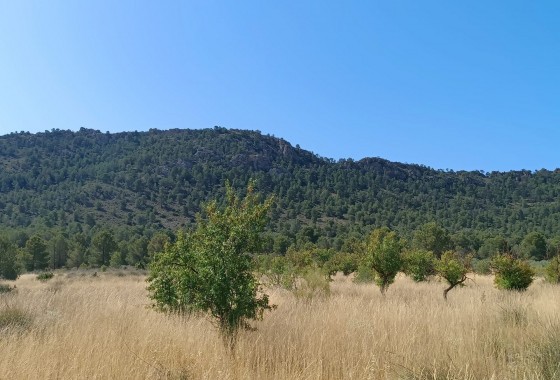 Reventa - Other - Yecla - Inland