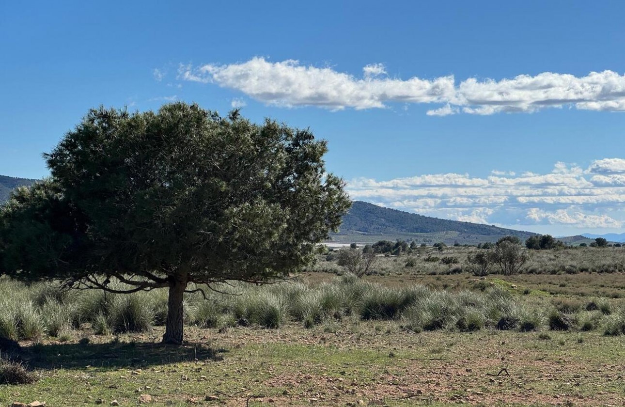 Revente - Finca - Aledo - Other