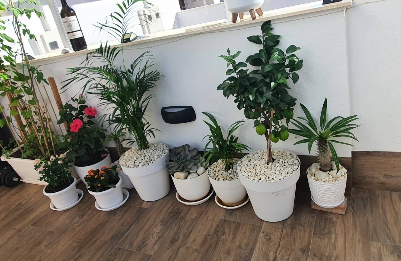Reventa - Semi Detached - San Pedro del Pinatar - CENTRO
