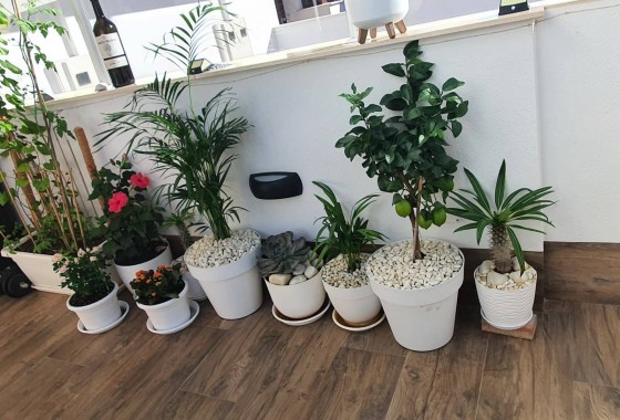 Reventa - Semi Detached - San Pedro del Pinatar - CENTRO