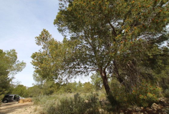 Revente - Property - Monóvar/Monóver - Inland