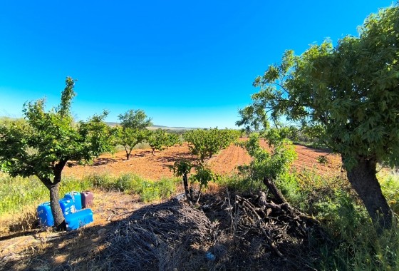Revente - Property - Yecla - Inland