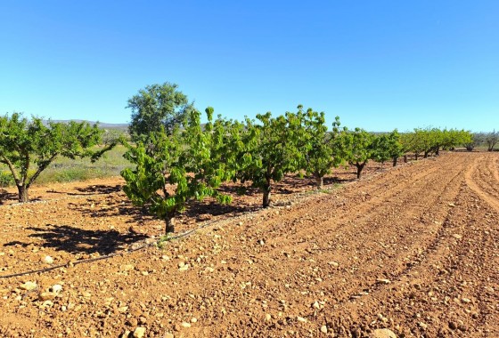 Revente - Property - Yecla - Inland