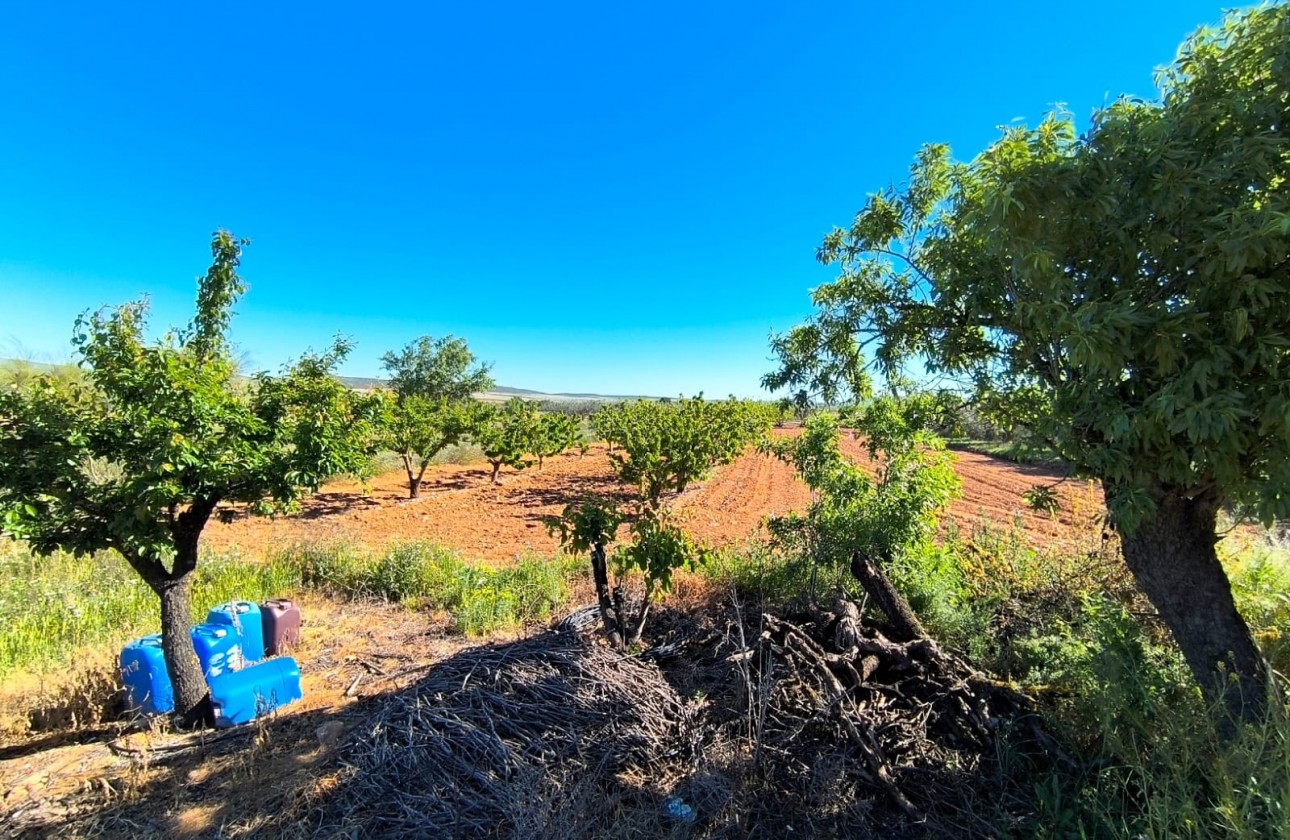Revente - Property - Yecla - Inland