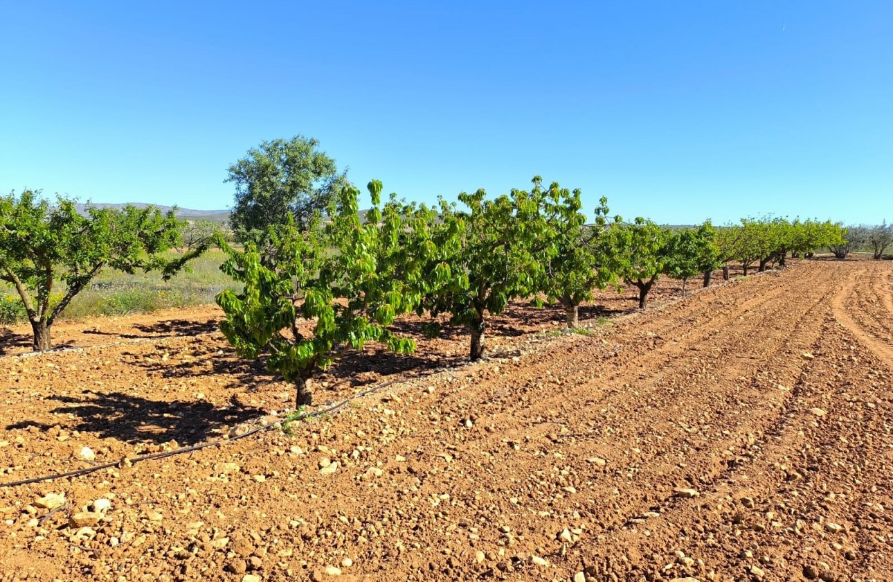 Revente - Property - Yecla - Inland