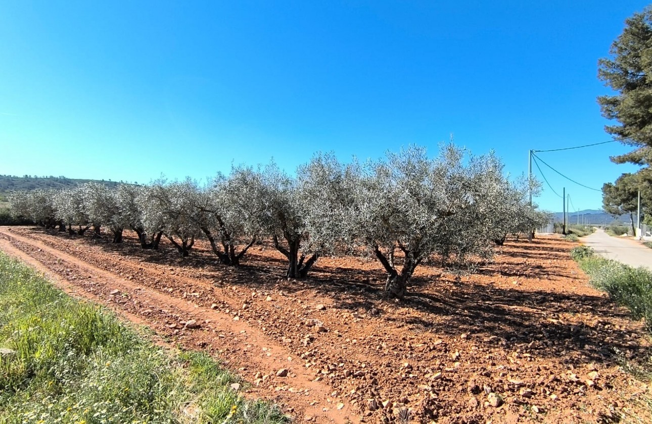 Revente - Property - Yecla - Inland