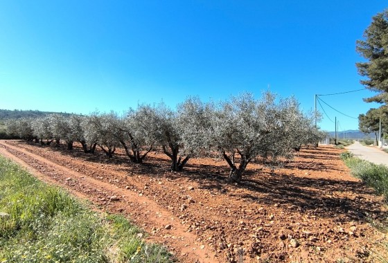 Revente - Property - Yecla - Inland