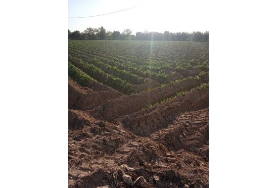 Resale - Country house - Arneva - LOS DESAMPARADOS