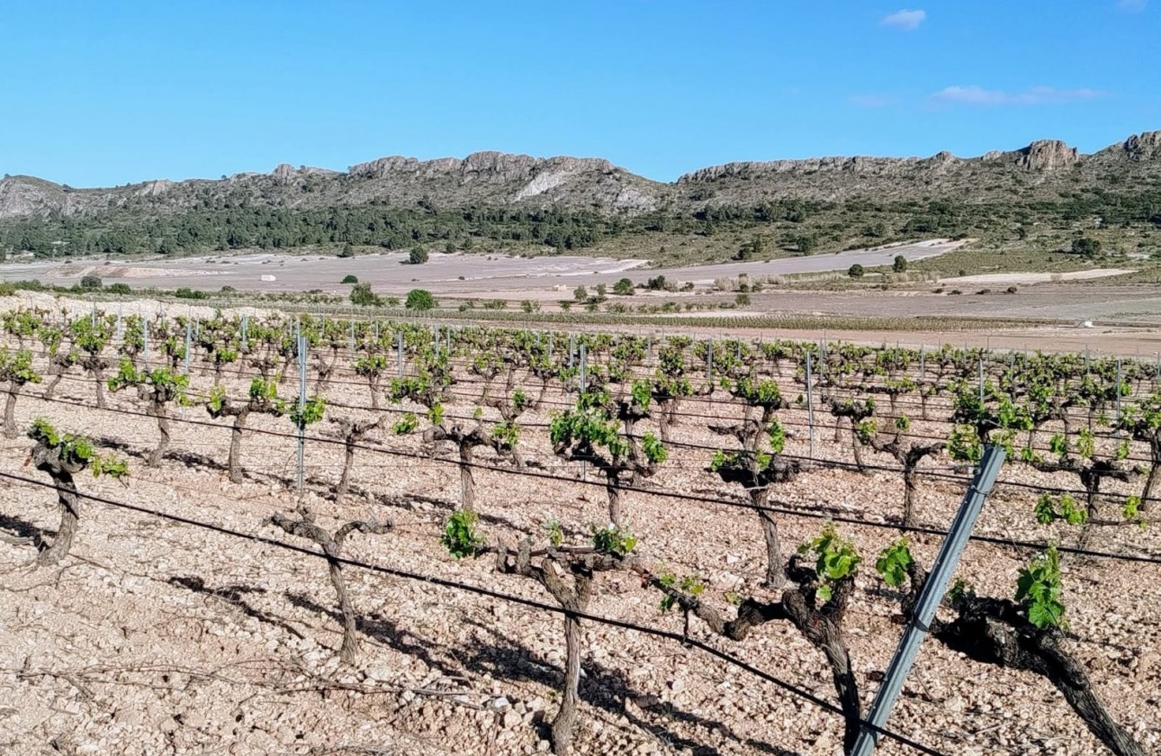 Reventa - Property - Yecla - Inland
