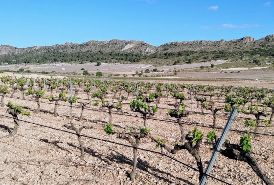 Revente - Property - Yecla - Inland