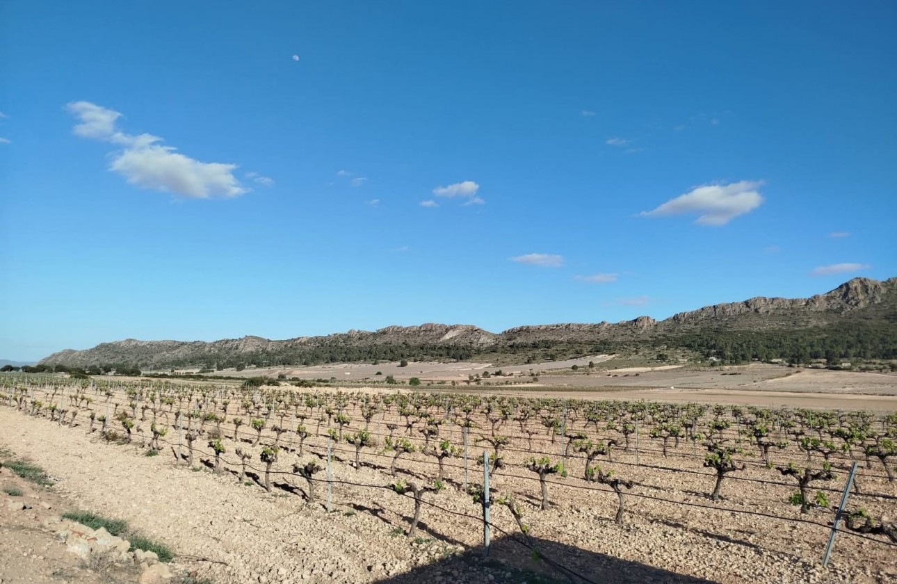 Reventa - Property - Yecla - Inland