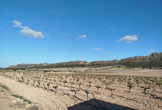 Revente - Property - Yecla - Inland