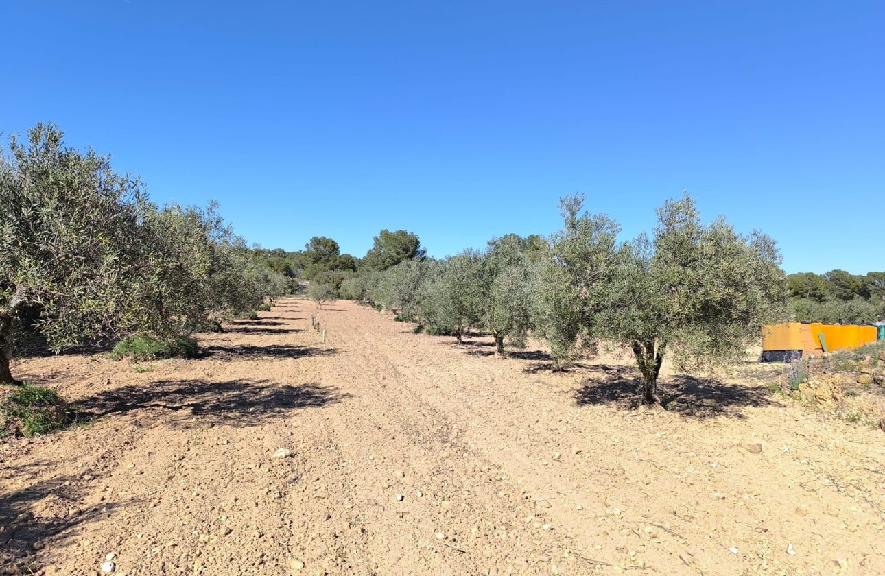 Revente - Property - Yecla - Inland