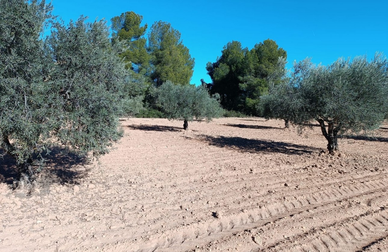 Revente - Property - Yecla - Inland
