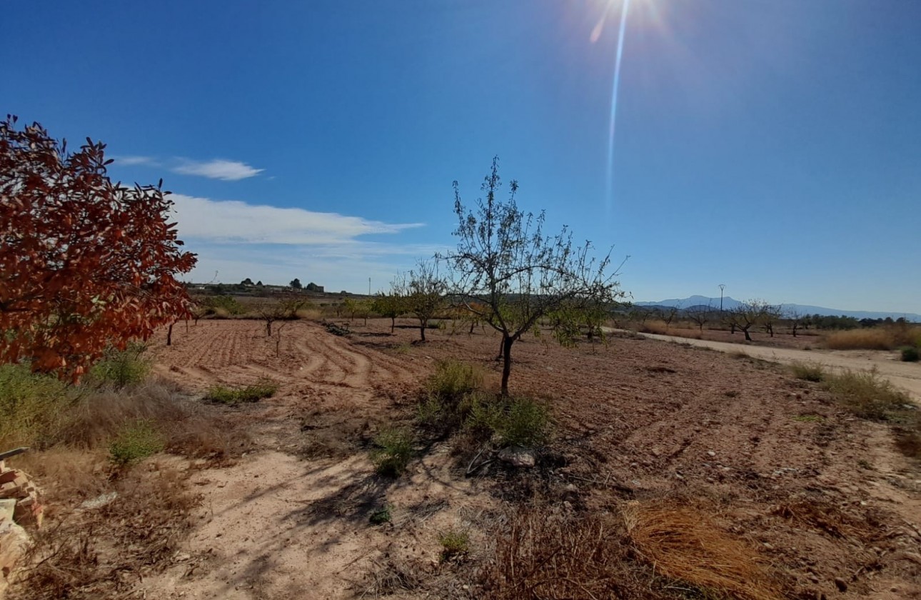Revente - Property - Pinoso - Inland