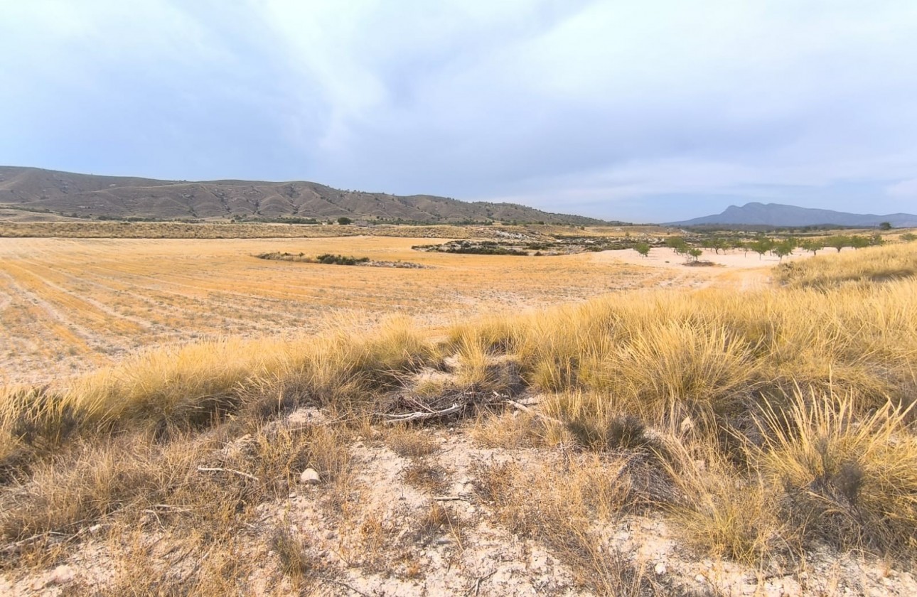 Revente - Property - Jumilla - Inland