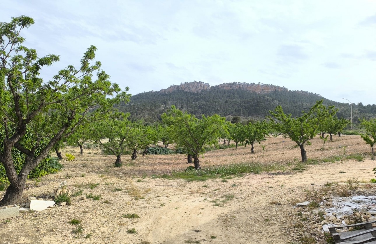 Revente - Property - Jumilla - Inland