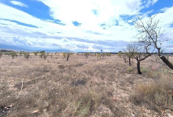 Revente - Property - Yecla - Inland