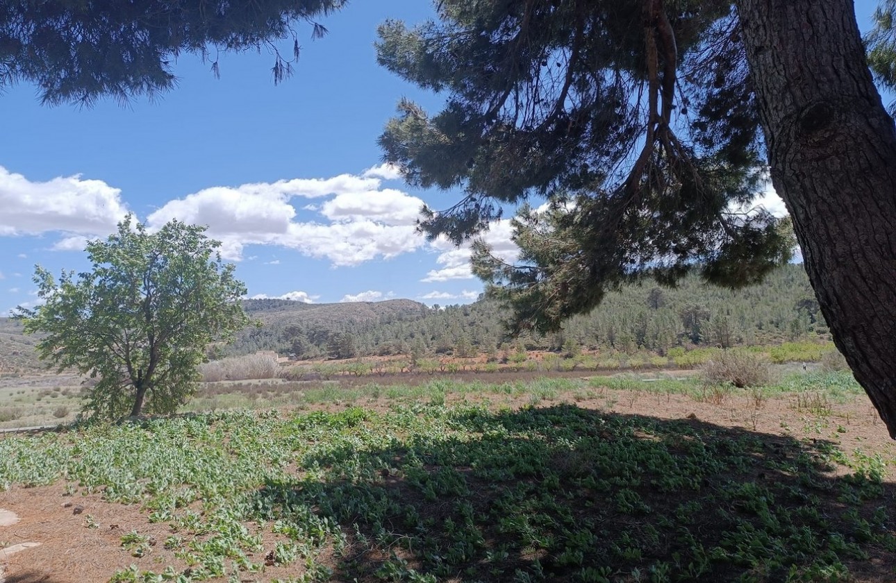 Reventa - Property - Yecla - Inland