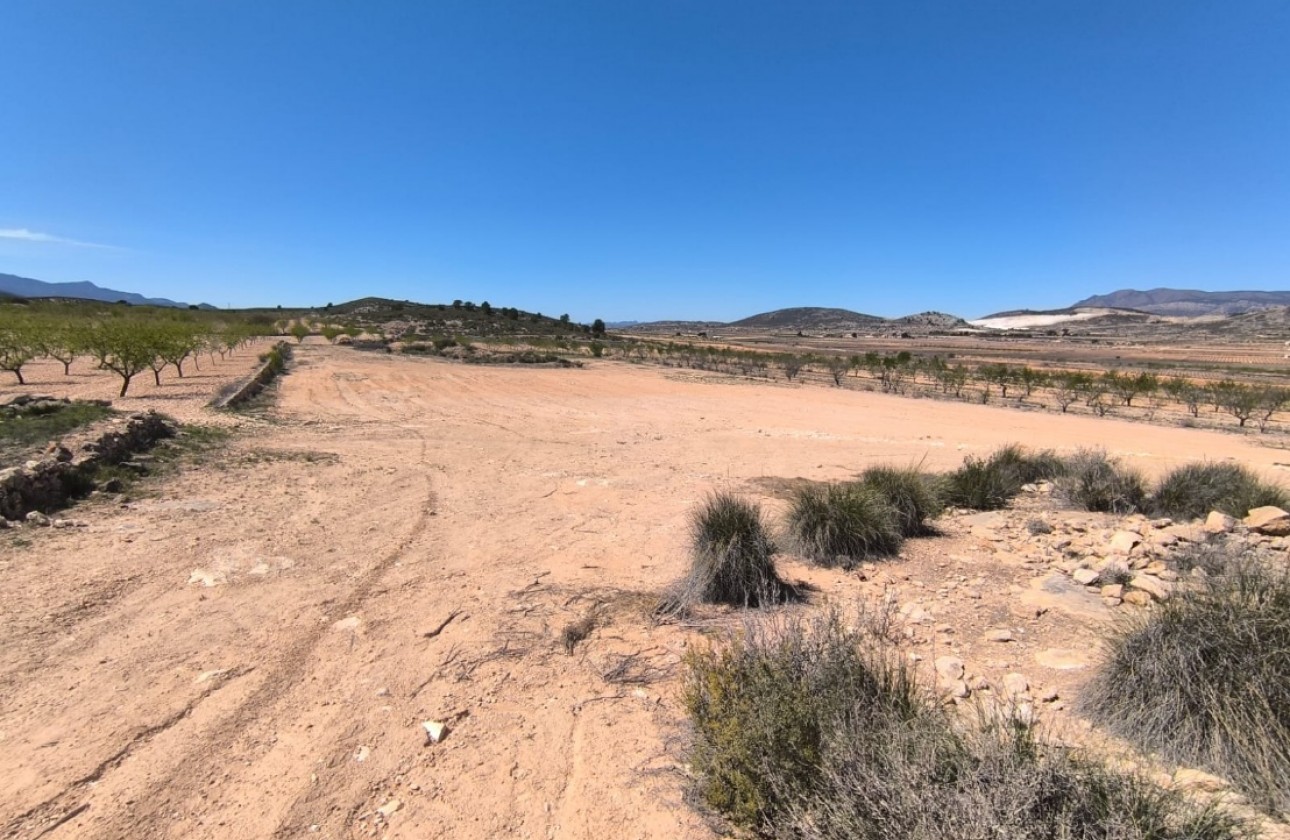 Resale - Other - Pinoso - Inland