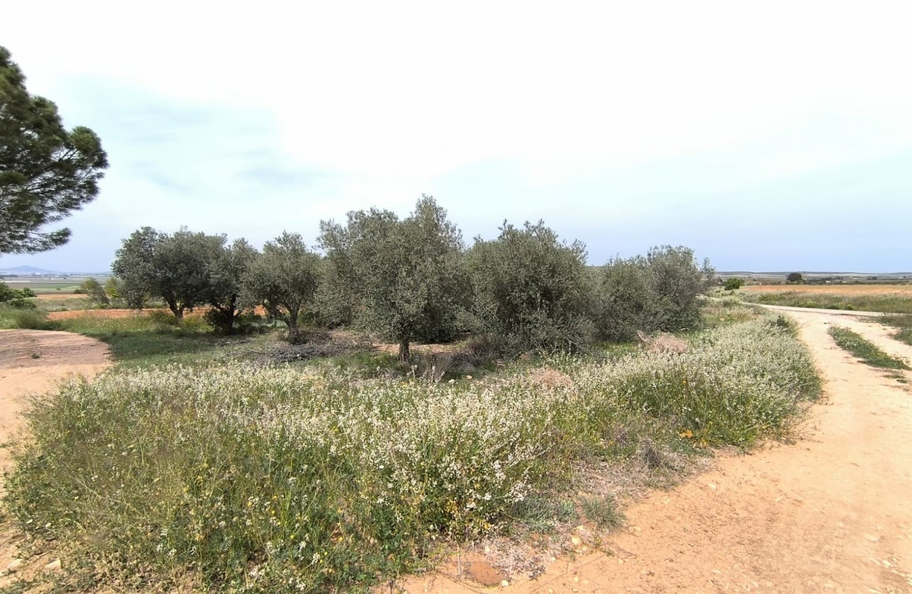 Reventa - Property - Yecla - Inland