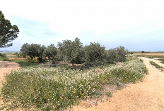 Reventa - Property - Yecla - Inland