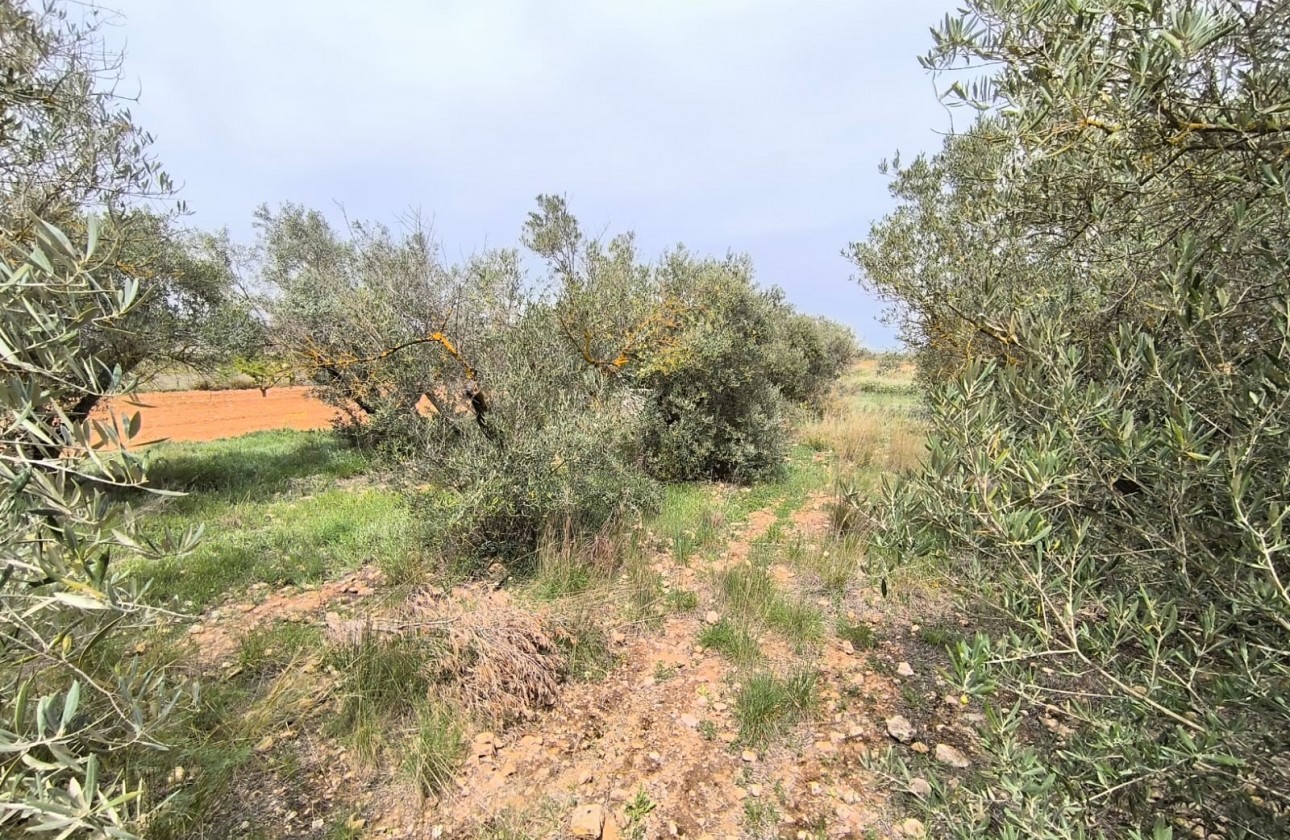 Reventa - Property - Yecla - Inland