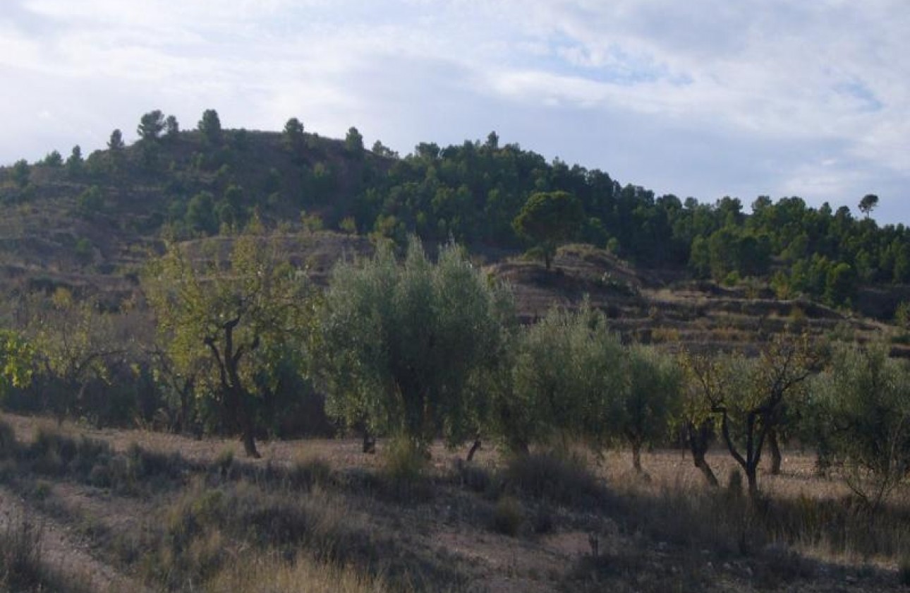 Reventa - Other - Macisvenda - Inland
