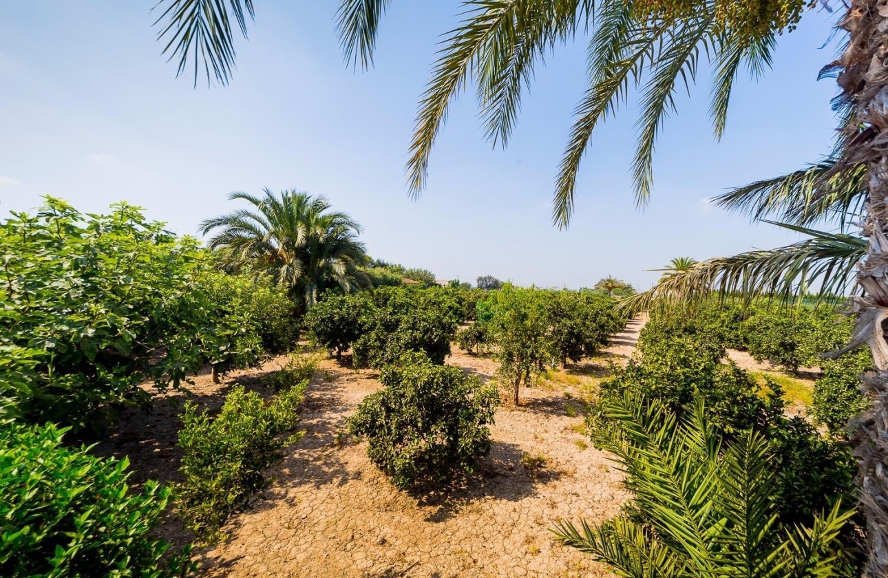 Revente - Finca / Country Property - Almoradí - Almoradi