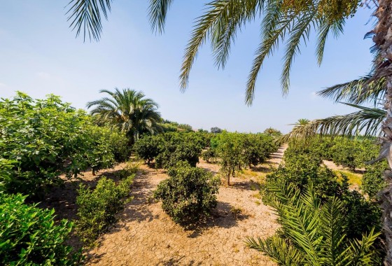 Revente - Finca / Country Property - Almoradí - Almoradi