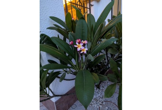 Revente - Villa - Torrevieja - Carrefour