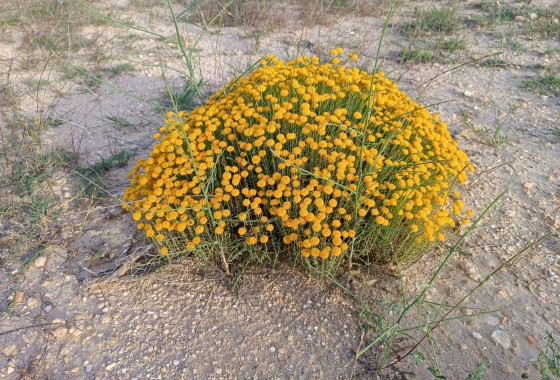 Reventa - Finca - Yecla - Inland