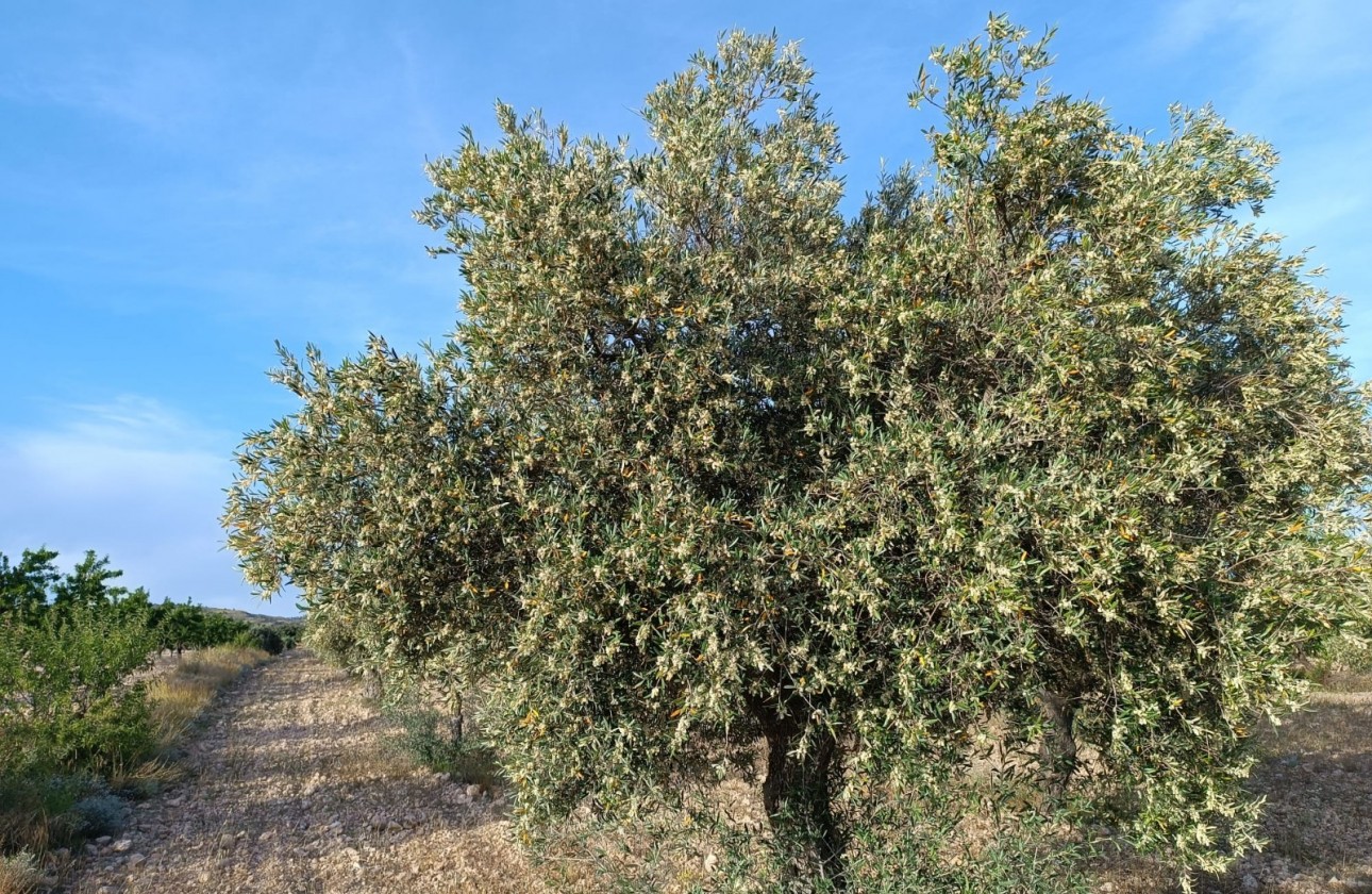 Reventa - Finca - Yecla - Inland