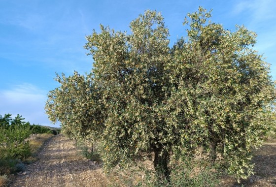 Reventa - Finca - Yecla - Inland