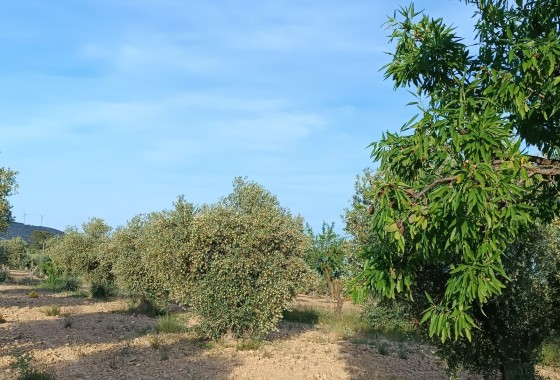Reventa - Finca - Yecla - Inland